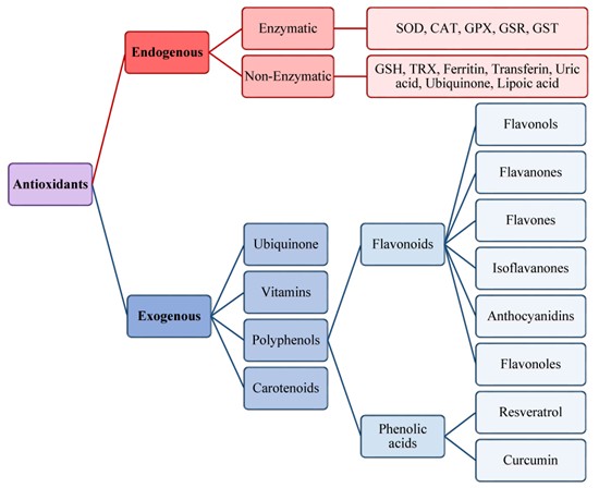 Fig.4 Scheme of endogenous and exogenous antioxidants.