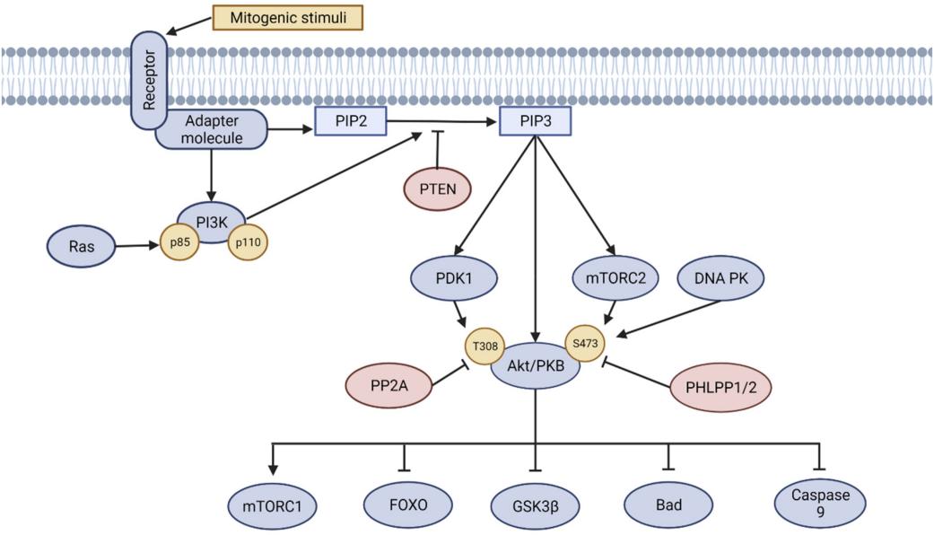 Fig.1 Overview of PI3K/Akt activation and signalling.