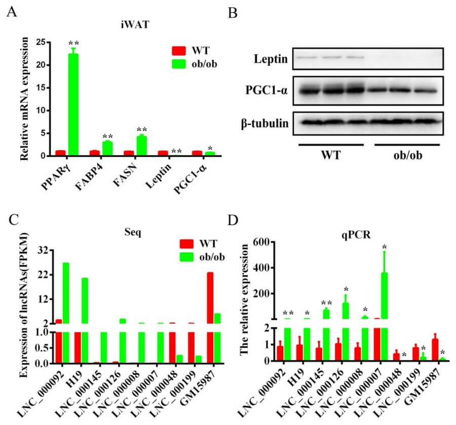 Fig.2 Validation of the differentially expressed lncRNAs by qPCR.