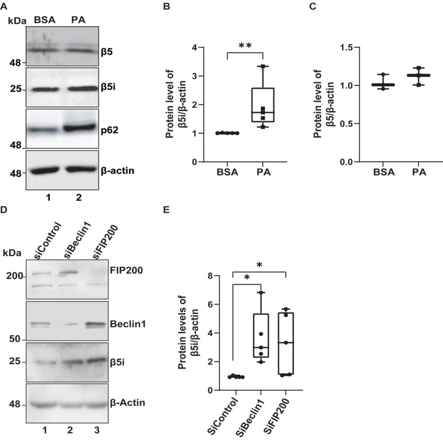 Fig.1 Inhibition of autophagy increases the β5i subunit of the immunoproteasome in CLU177 hypothalamic neuronal cells.