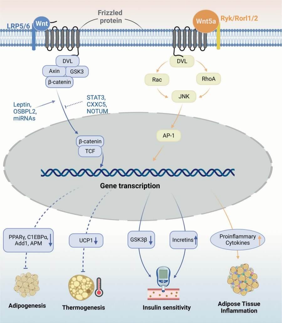 Fig.1 Wnt/β-catenin pathways in obesity pathogenesis.