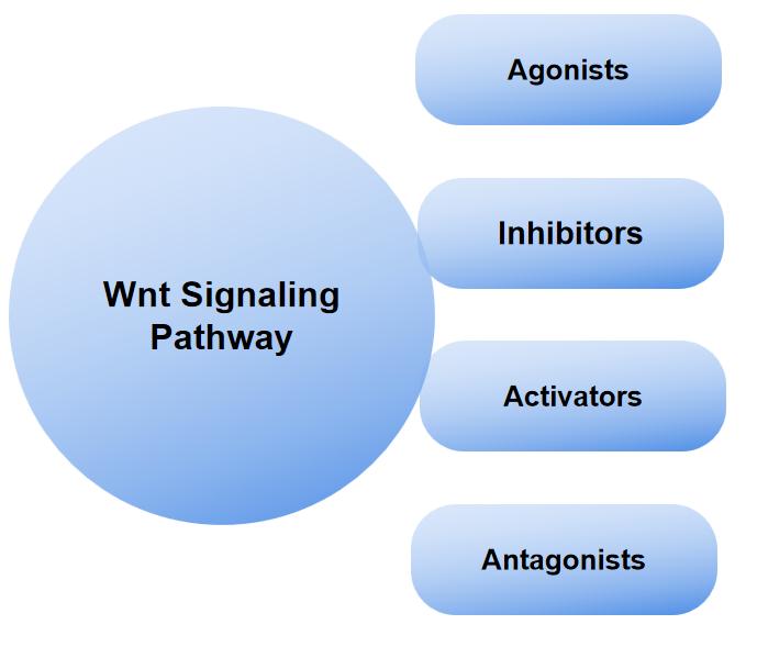 Wnt/β-catenin pathway-related products.(Protheragen)