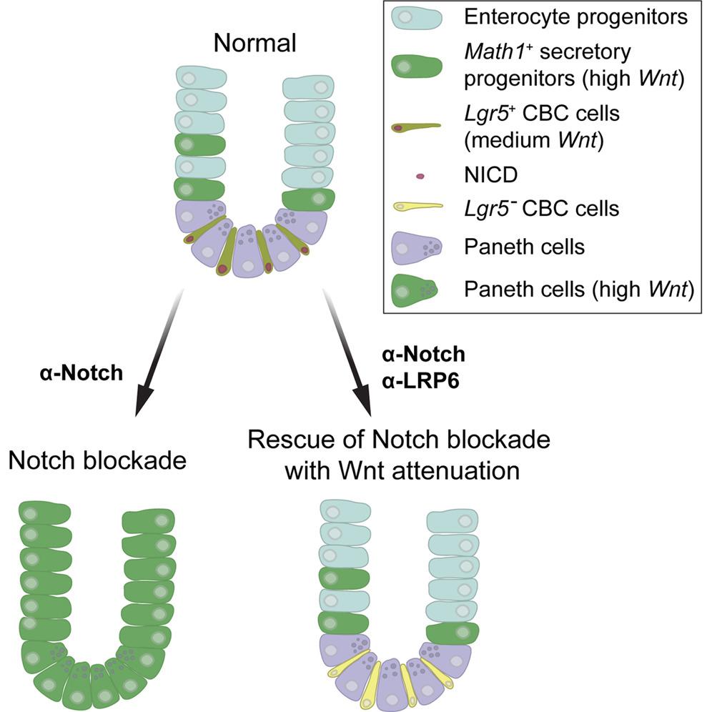 Fig.3 Notch and Wnt signaling.