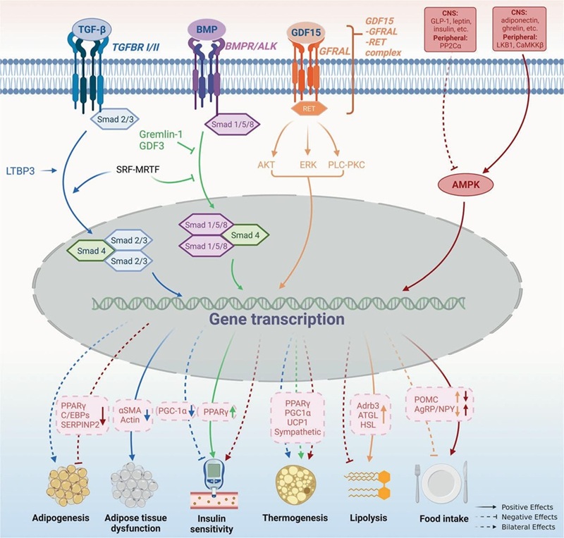 Fig.1 TGF-β signaling pathways. (Wen, et al., 2022)