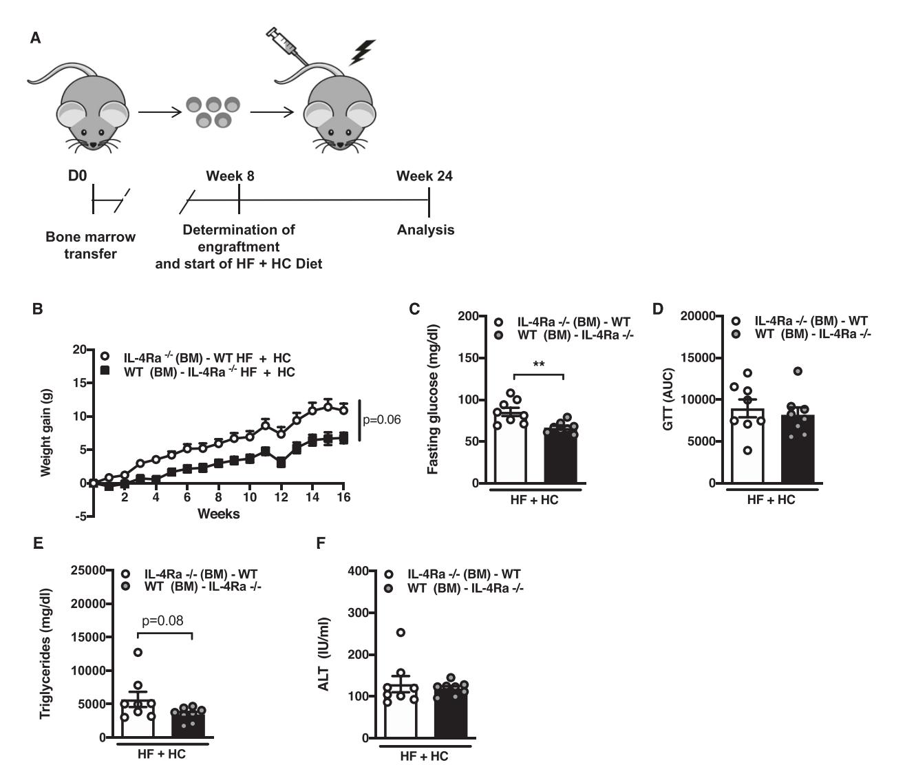 Fig.2 Non-hematopoietic IL-4Rα expression impacts HF+HC-induced weight gain and associated sequelae. (Damen, et al., 2021)