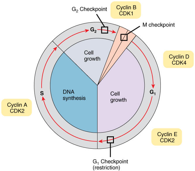 Fig.1 Key cell cycle proteins and checkpoints.