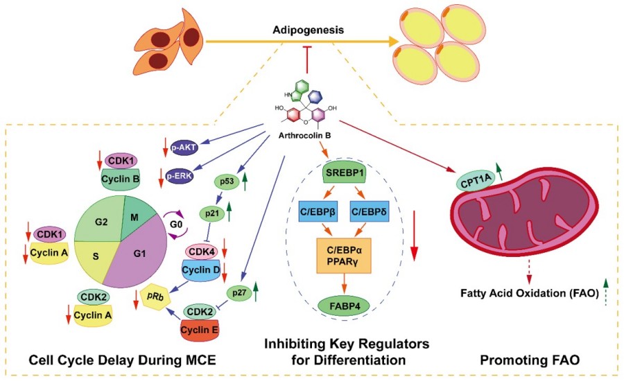 Fig.2 Mechanistic studies on the regulation of adipogenesis by arthrocolin B.
