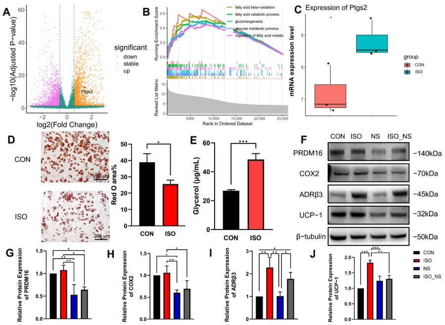 Fig.1 ADRβ3 activation promotes lipolysis.