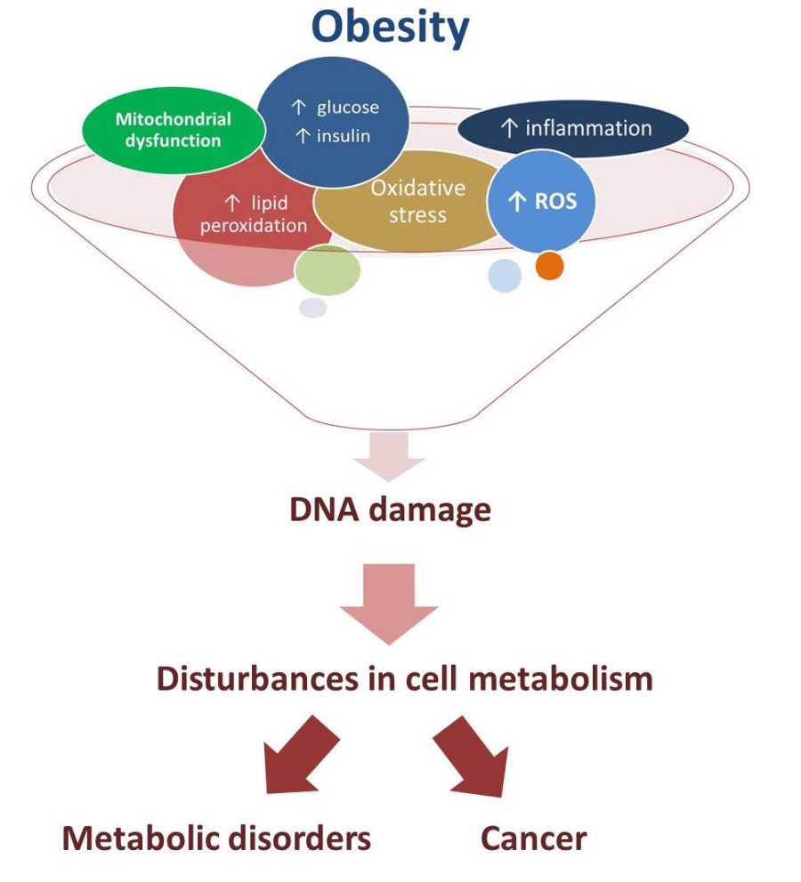 Fig.1 Link between obesity, DNA damage, and obesity-related diseases.