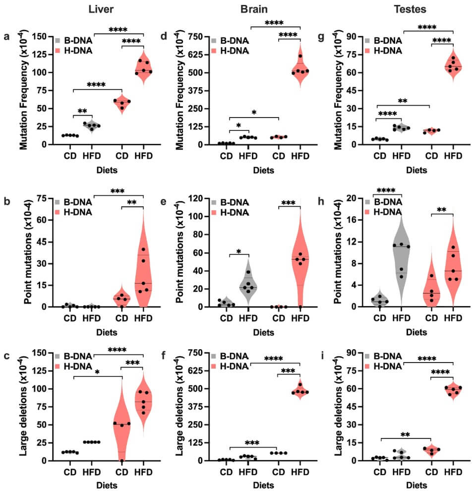 Fig.2 Obesity exacerbates genomic instability.