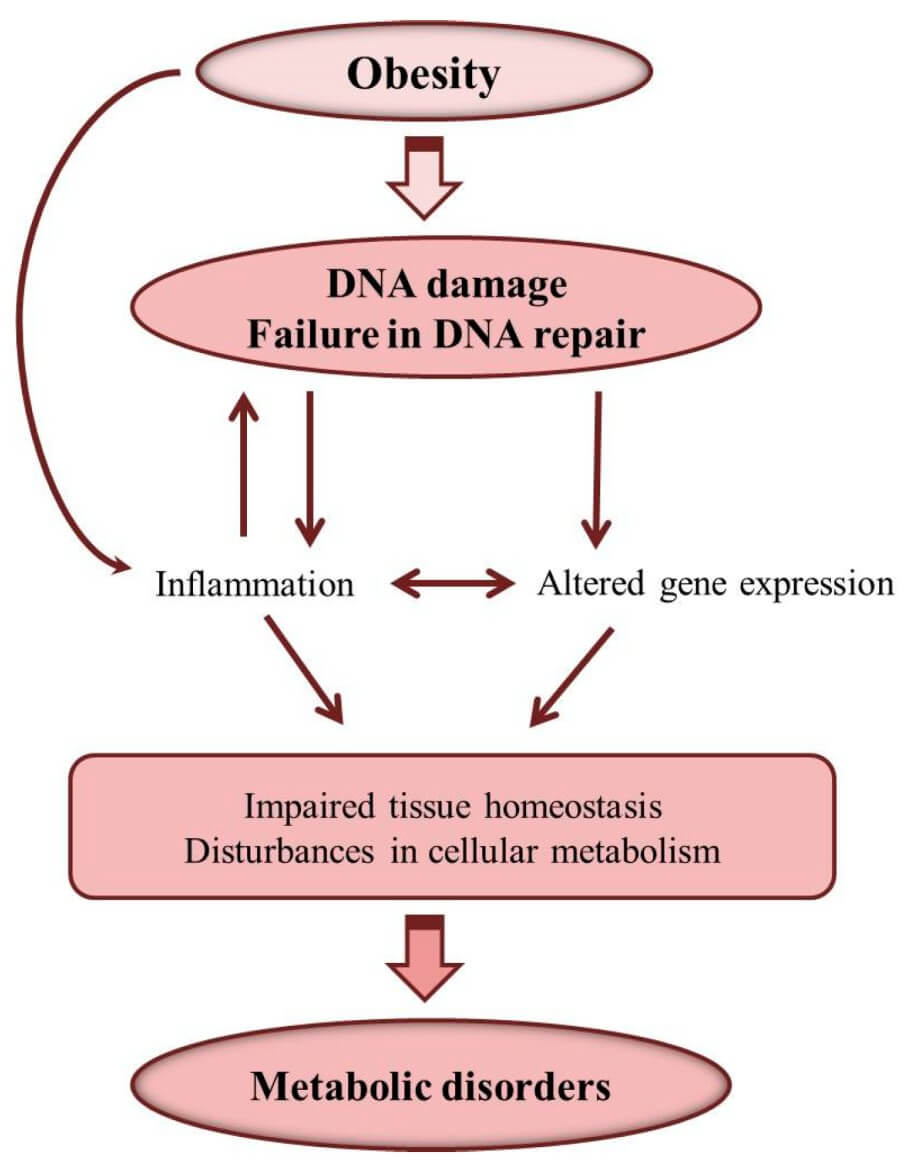 Fig.3 Correlation between obesity, DNA damage, and metabolic disorders