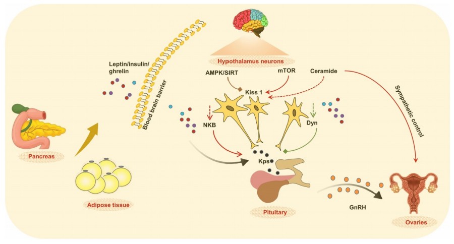 Fig.1 Obesity affects the regulation of metabolic and endocrine functions.