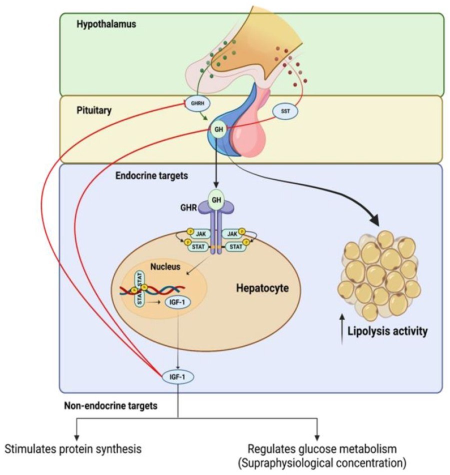 Fig.2 GH and Its Receptor-related mechanisms.