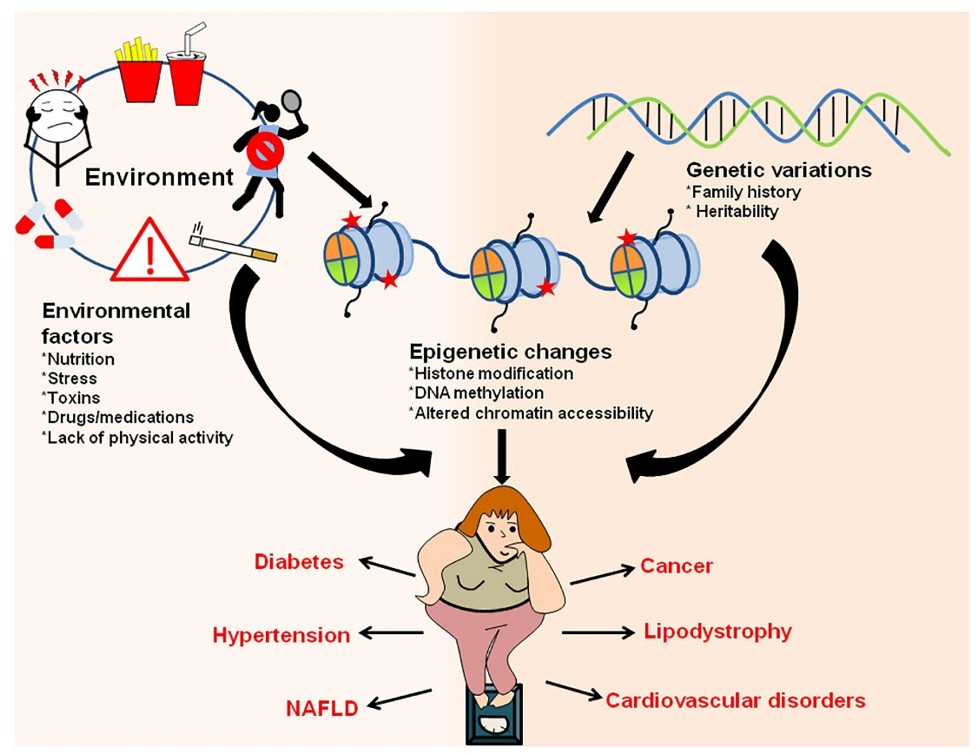 Interaction between epigenetic regulation and the environment in obesity and related complications. (Pant, et al., 2021)