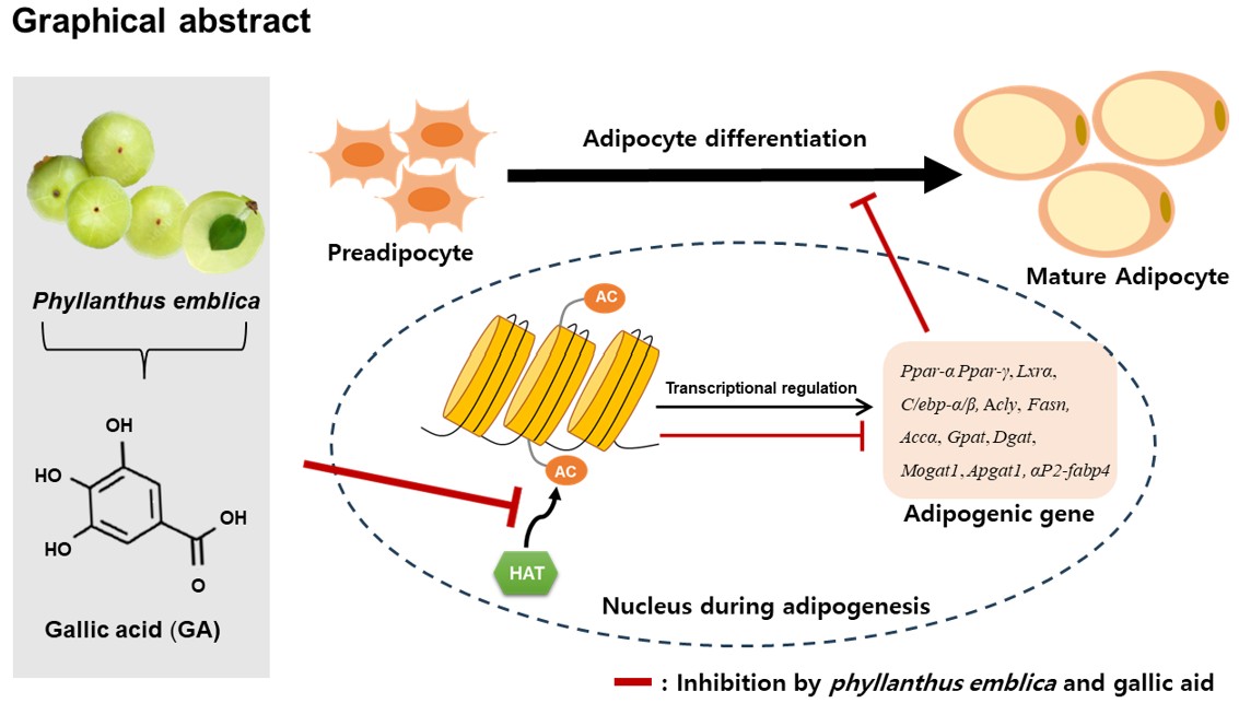Fig.1 EFPE anti-obesity mechanism study. (Park, et al., 2025)