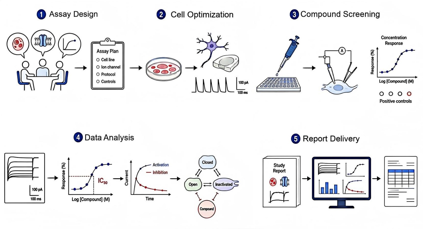 Process of our obesity-related ion channel screening service (Protheragen).