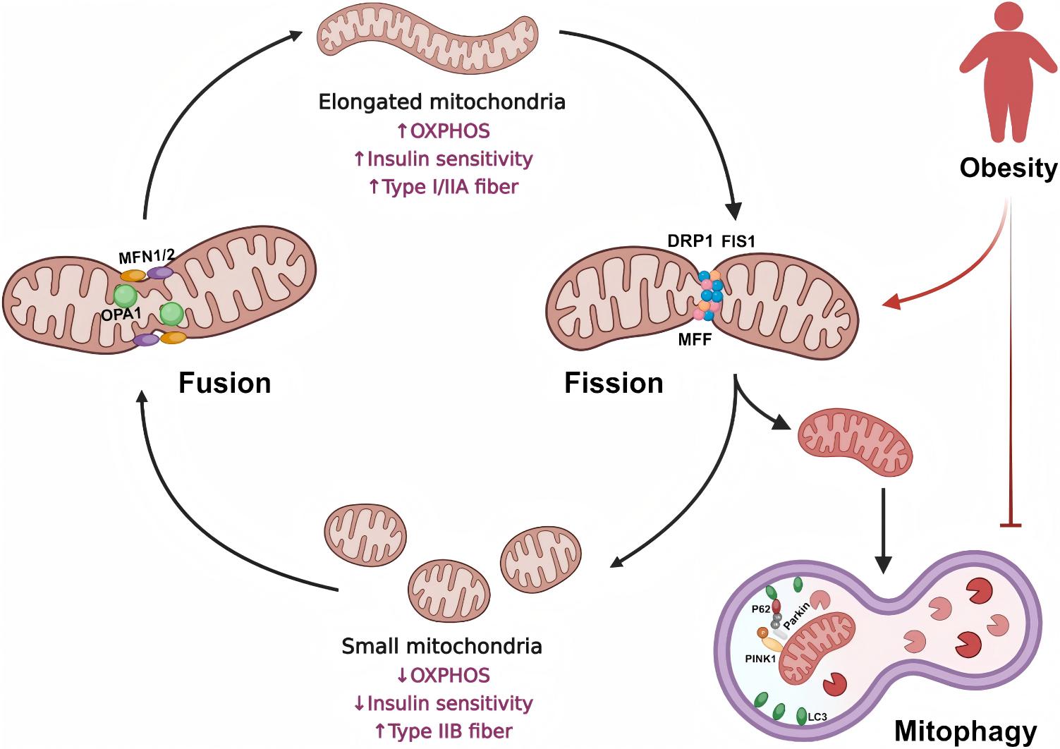 Mitochondrial dynamic cycle: obesity’s impact on muscle energy production & fiber type shift. (Jun, et al.; 2024)