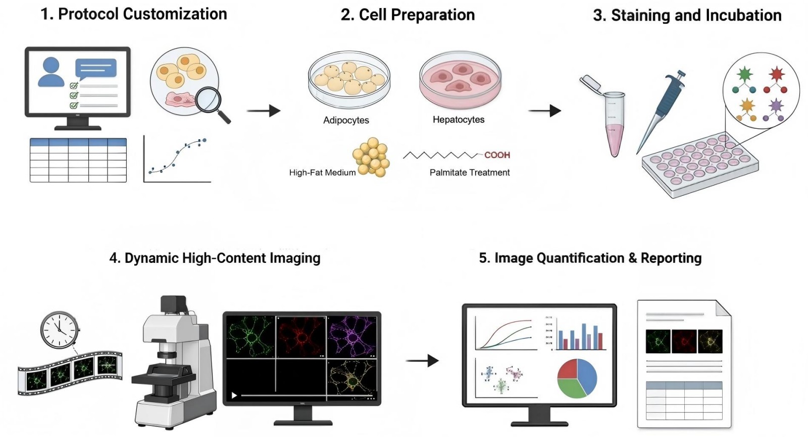 Process of our obesity-related mitochondrial fluorescence staining & dynamics service (Protheragen).
