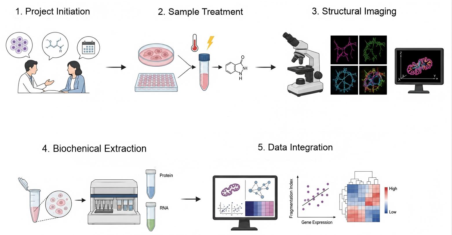 Process of our obesity-related mitochondrial fusion and fission assay service (Protheragen).