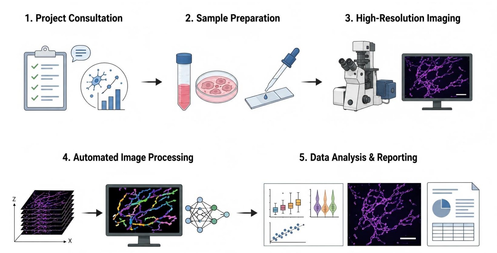 Process of our obesity-related mitochondrial morphology & structural analysis service (Protheragen).