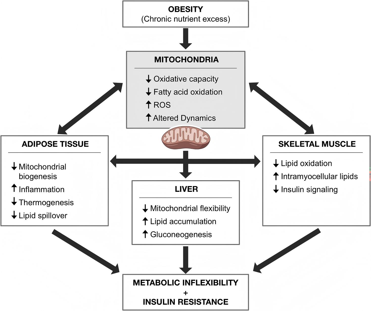 Multi-organ mitochondrial dysfunction: the core pathway behind obesity-related metabolic disease. (Neto, et al.; 2026)
