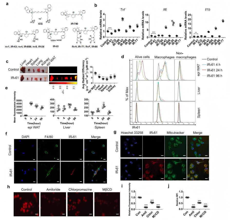 How IR-61 preferentially targets the mitochondria of obese adipose-tissue macrophages. (Wang, et al.; 2021)