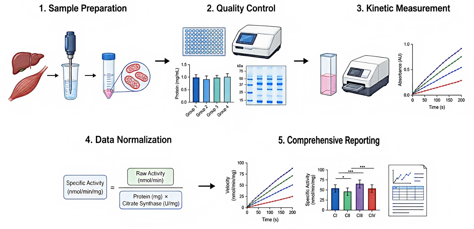 Process of our obesity-related mitochondrial respiratory chain enzyme activity assay service (Protheragen).