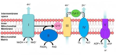 Proton circuit of the inner mitochondrial membrane: electron transport chain overview. (Turton, et al.; 2022)