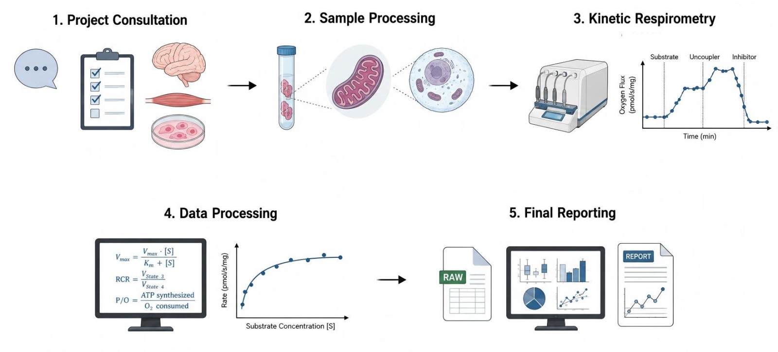 Process of our obesity-related mitochondrial ATP production & kinetic analysis service (Protheragen).