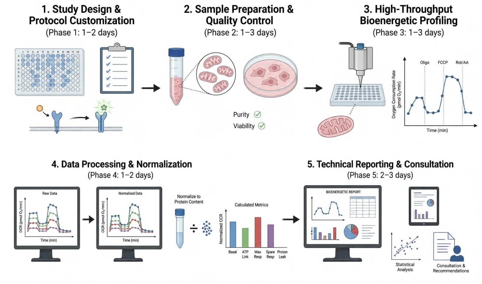 Process of our obesity-related mitochondrial bioenergetics & respiration analysis service (Protheragen).