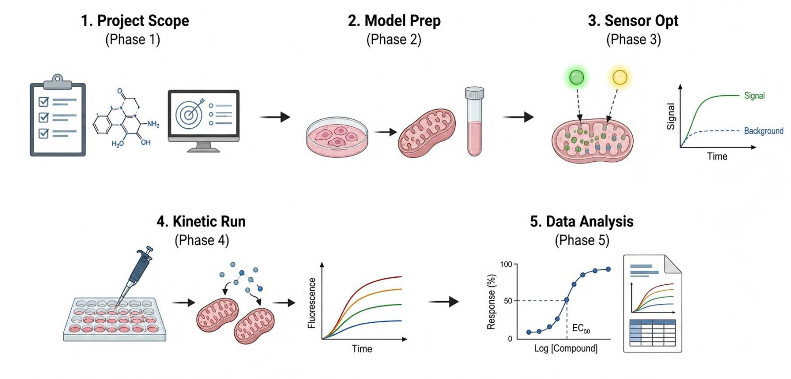 Process of our obesity-related mitochondrial calcium ion homeostasis detection service (Protheragen).