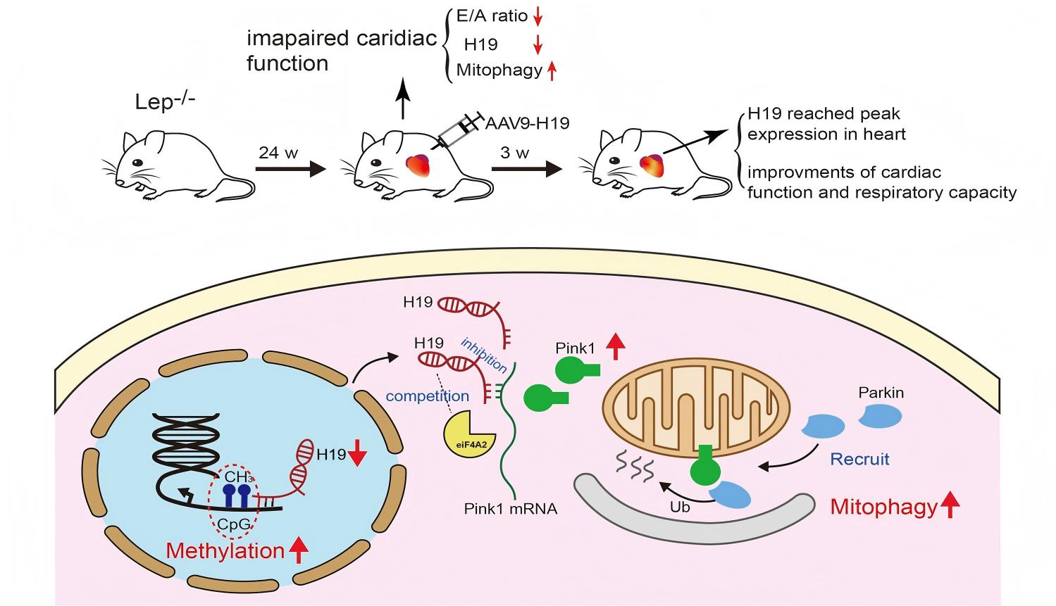 Epigenetic-H19-Pink1/Parkin signalling axis mediates cardiac mitochondrial homeostasis in obesity. (Wang, et al.; 2021)
