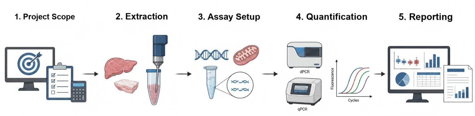 Process of our obesity-related mitochondrial biogenesis & DNA copy number (mtDNA) assay service (Protheragen).