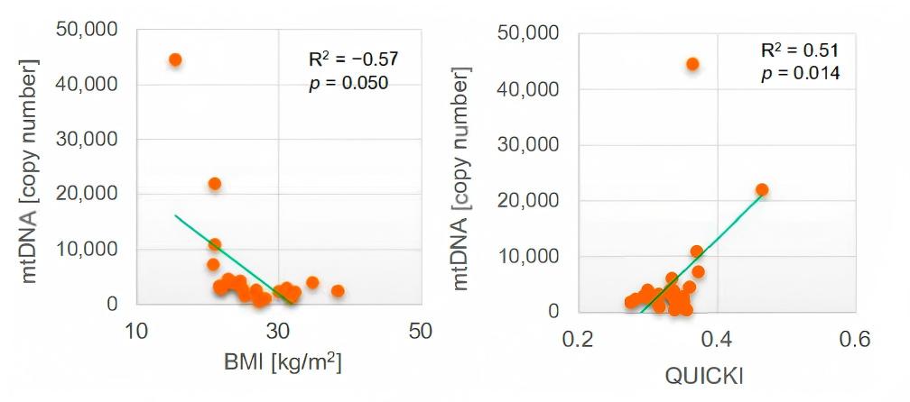 How visceral fat mtDNA copy number relates to obesity and insulin resistance. (Tang, et al.; 2024)