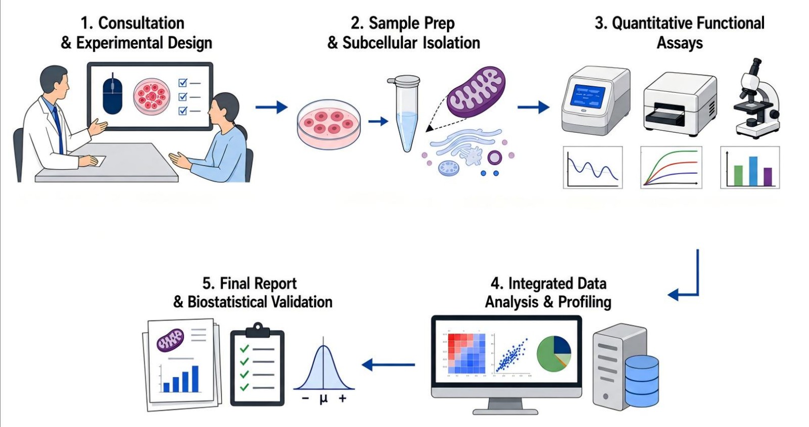 Process of our obesity-related mitochondrial damage & pathological mechanism study service (Protheragen).