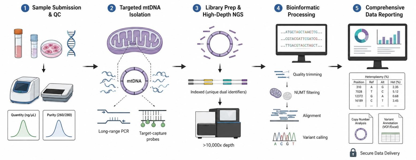 Process of our obesity-related mitochondrial sequencing service (Protheragen).