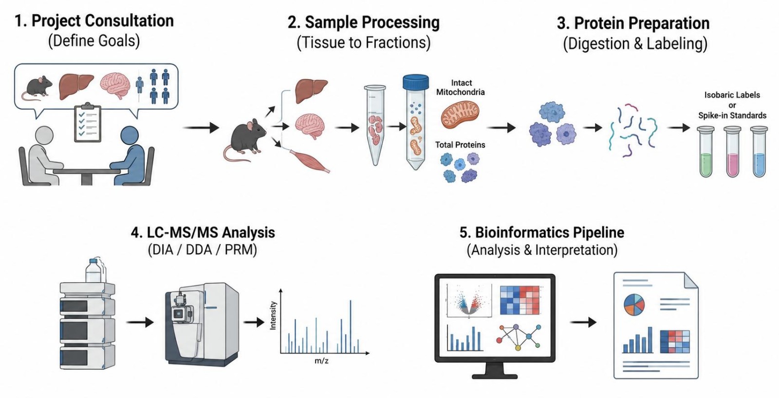Process of our obesity-related mitochondrial proteomics service (Protheragen).