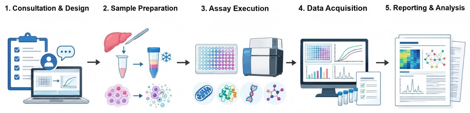 Process of our obesity-related mitochondrial analysis service (Protheragen).