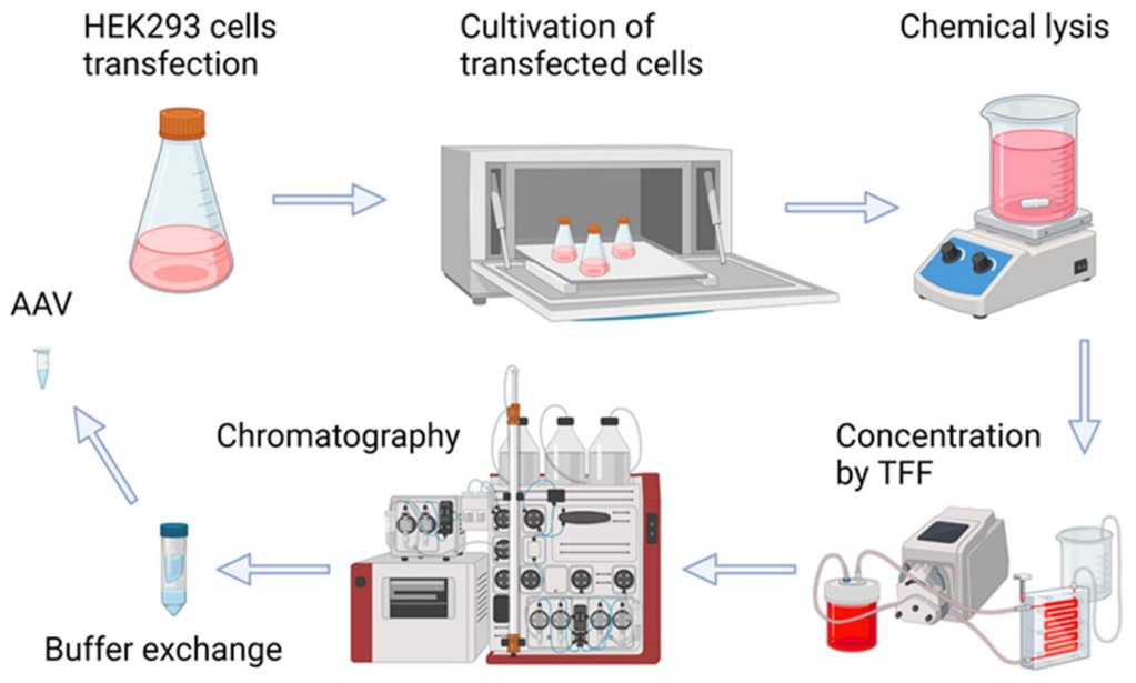 Fig.1 AAV Production Flowchart. (Yunin, et al., 2024)
