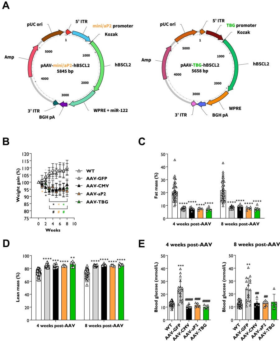 Fig.1 Changes in mice following AAV vector administration. (Tiwari, et al., 2024)
