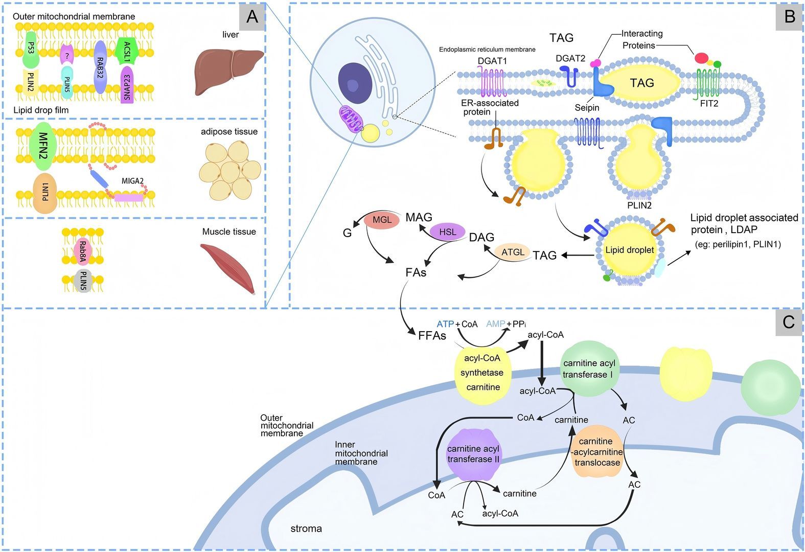 Fig.1 Biogenesis and metabolic pathways of LDs. (Zhang, et al., 2024)