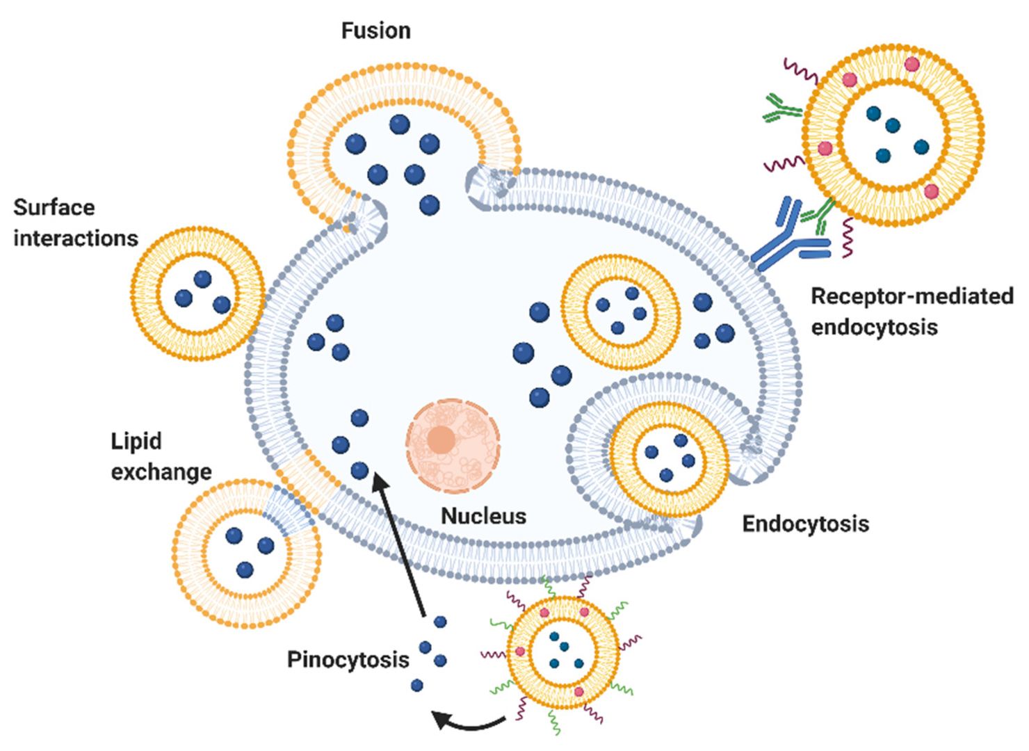 Fig.1 Pathways of liposomal entry into cells. Liposomes deposit their cargo through lipid exchange, surface contact, membrane fusion, endocytosis, or pinocytosis. (Gbian & Omri, 2022)