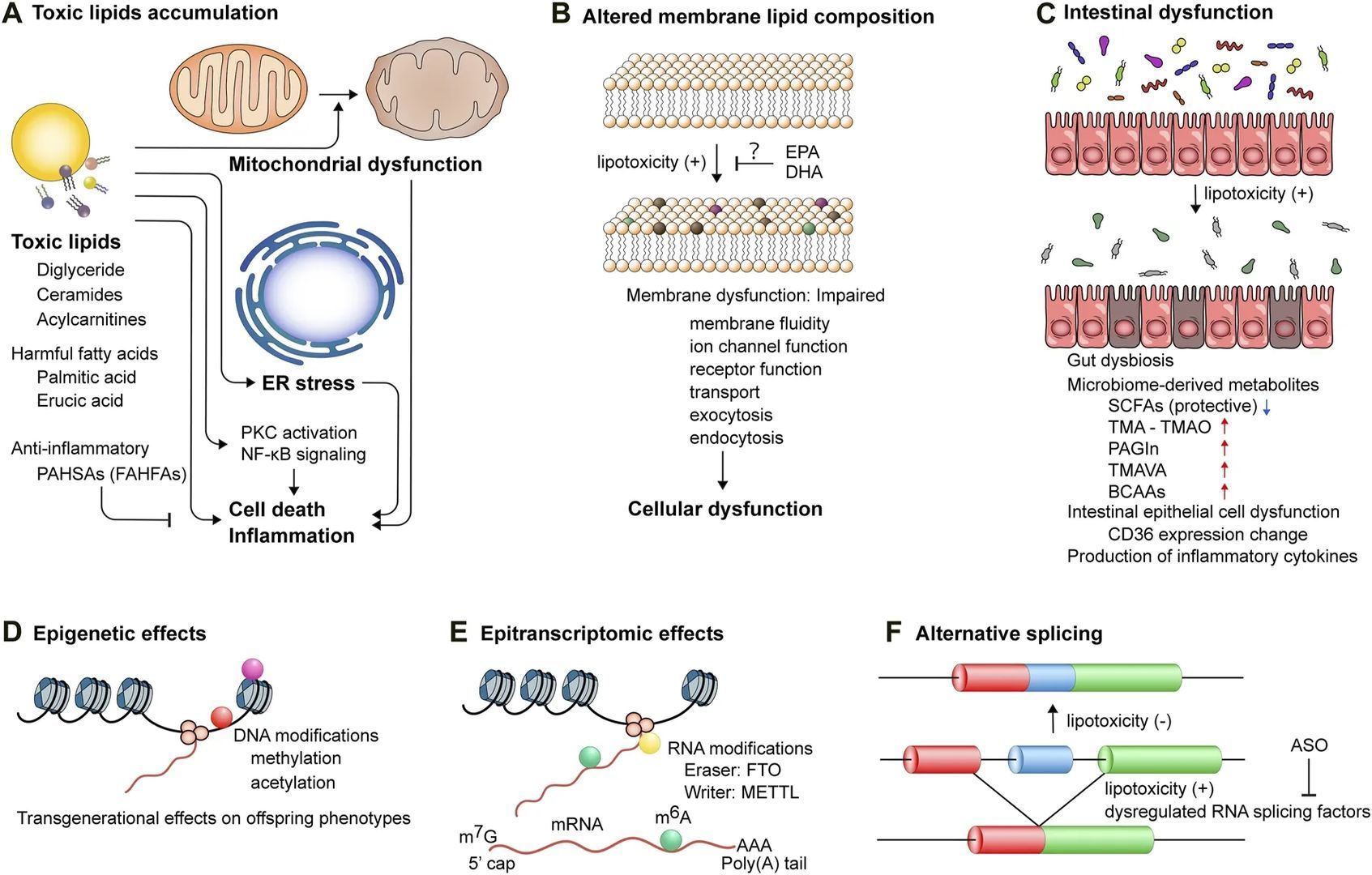 Fig.1 Multi-pathway drivers of lipotoxicity-induced tissue dysfunction. (Nakamura, 2024)