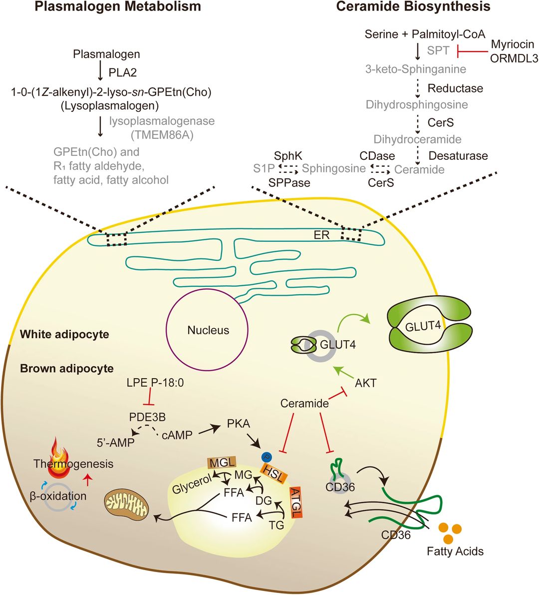 Fig.1 How genetic deficiency of lipid biosynthetic and metabolic enzymes alters adipocyte metabolism. (Cho, et al., 2023)