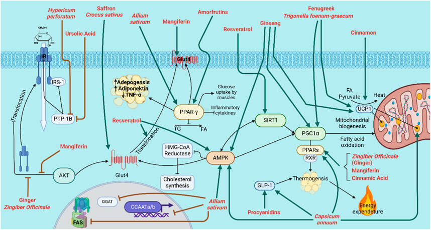 Fig.1 Natural bioactive molecules or plant species acting on insulin resistance and obesity.