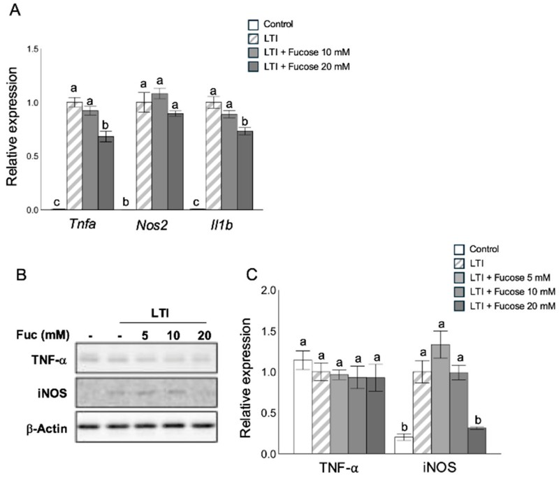 Fig.1 L-fucose reduces the expression of pro-inflammatory genes and proteins in adipocytes. (Nakamura, et al., 2025)