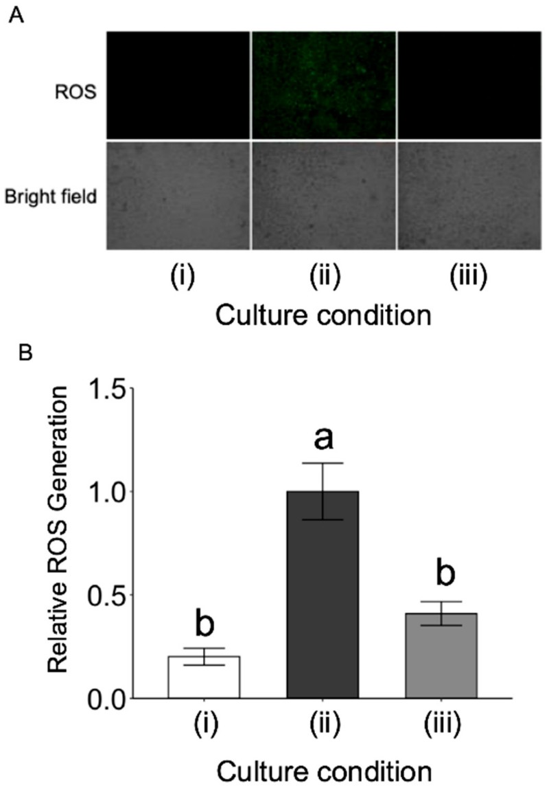 Fig.2 L-fucose lowers oxidative stress levels in adipocytes under inflammatory conditions. (Nakamura, et al., 2025)