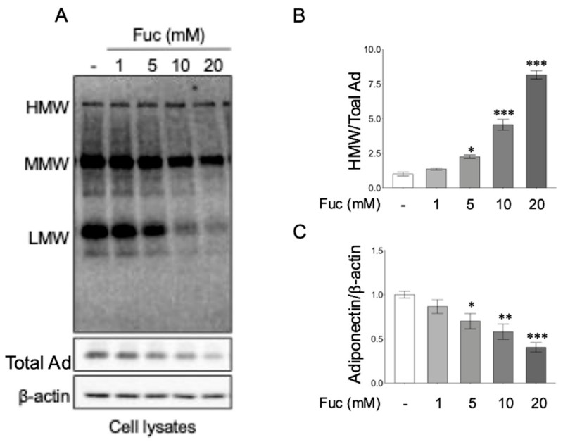 Fig.3 L-fucose increases the proportion of HMW adiponectin in adipocytes. (Nakamura, et al., 2025)