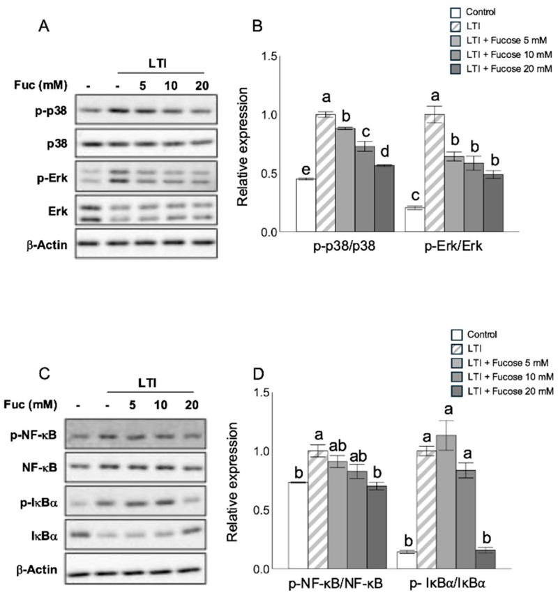 Fig.4 L-fucose decreases activation of MAPK and NF-κB signaling pathways in adipocytes. (Nakamura, et al., 2025)