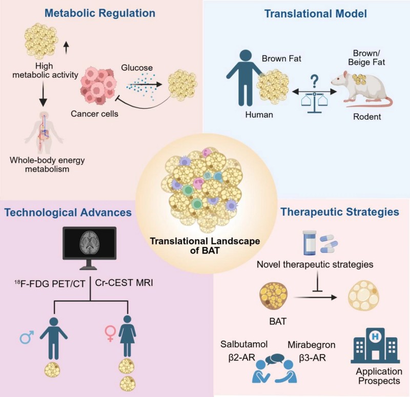 Computational Drug Discovery and Molecular Mechanisms Offer New Hope for Preserving Brown Adipose Tissue Identity and Overcoming Obesity